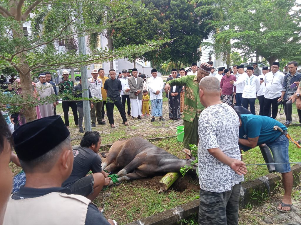 Hari Raya Idul Adha 1445 Hijriah, Pemprov Sulbar Sembelih 15 Ekor Sapi Kurban