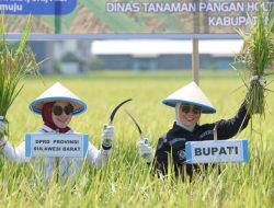 Ketua DPRD Sulbar Bersama Bupati Mamuju Ikut Panen Raya Padi