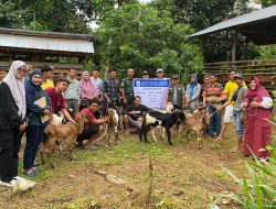 Pemprov Sulbar Distribusikan 1.870 Ekor Kambing untuk 5 Kabupaten
