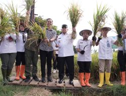 Pesta Panen Padi di Kalukku, Wagub Sulbar Dorong Strategi Jangka Panjang dengan Revolusi Irigasi Sulbar