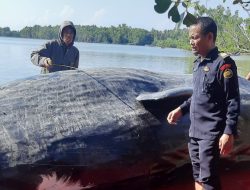 Paus Sperma Ditemukan Mati Terdampar di Majene, DKP Ambil Langkah Cepat