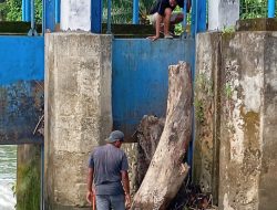 Respons Cepat dan Kolaboratif, Gangguan Irigasi di Bendung Bantalaka Pasangkayu Selesai Ditangani