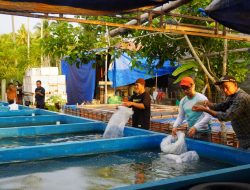 DKP Sulbar Serahkan Ribuan Bibit Ikan Nila untuk Dukung Budidaya dan Cegah Stunting